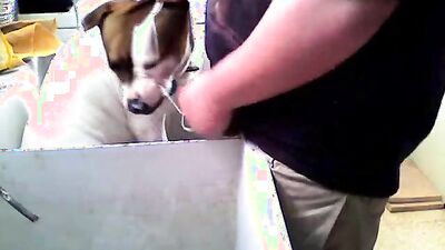 Bestiality sex id: dog orgasm porn