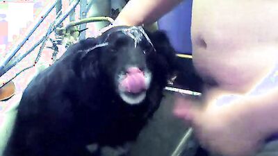 Zoophilia porno: young girl dog
