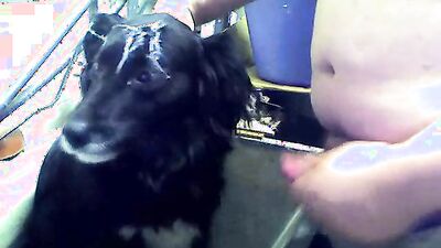 Zoophilia porno: young girl dog