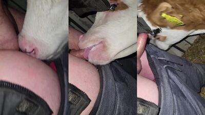 Dog pussy girls: allison dog porn