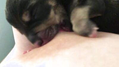 Dog's porn: porn cartoon with dog comics
