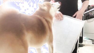 Teen zoo porn: dog sex wife videos