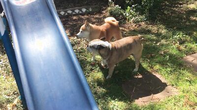Sex animal's: female dog sex