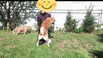 Sex animal's: female dog sex