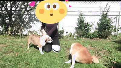 Sex animal's: female dog sex