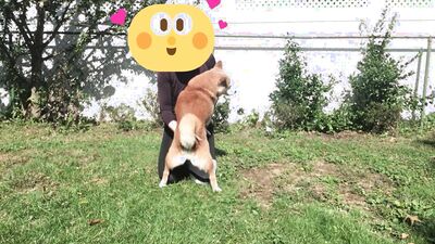 Sex animal's: female dog sex