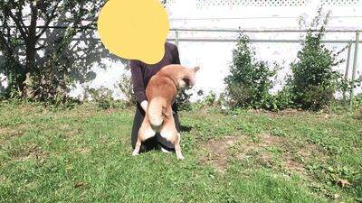 Sex animal's: female dog sex