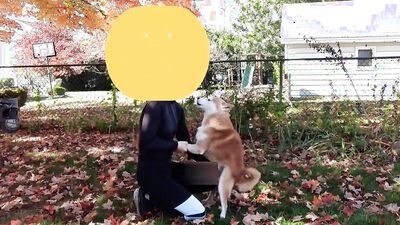 Zoo porn girls: dog fucking ass girls