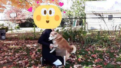 Zoo porn girls: dog fucking ass girls