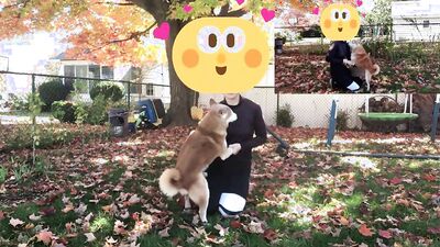 1 girl 5 dog: pussy zoo porn