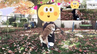 1 girl 5 dog: pussy zoo porn