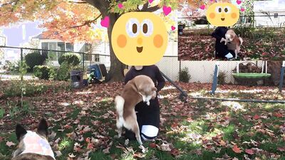 1 girl 5 dog: pussy zoo porn