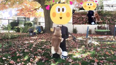 1 girl 5 dog: pussy zoo porn
