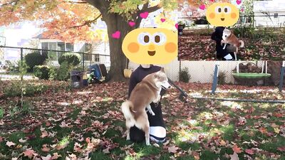 1 girl 5 dog: pussy zoo porn