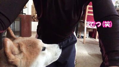Zoophilia porno: dog porn free