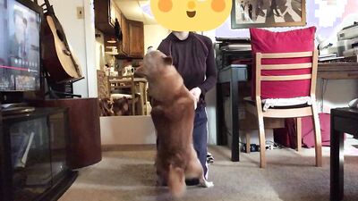 Zoophilia porno: dog porn free