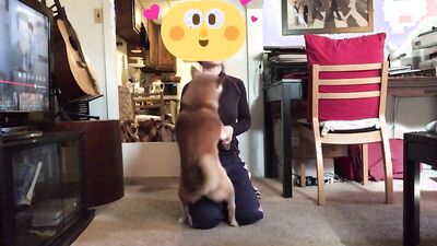 Zoophilia porno: dog porn free