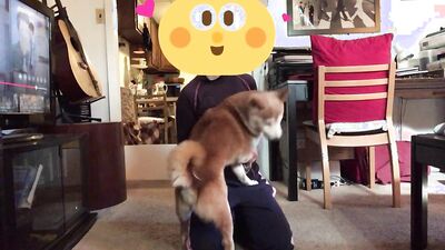 Zoophilia porno: dog porn free