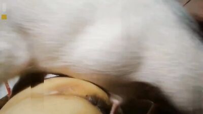 Zoo porno video: bestiality webcam
