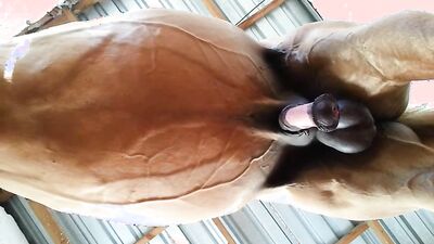 Girl dog video: mlp porn dog