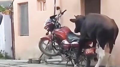 Animal porno: porn zoo 2027