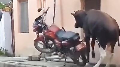 Animal porno: porn zoo 2027