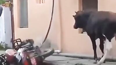Animal porno: porn zoo 2027