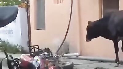Animal porno: porn zoo 2027