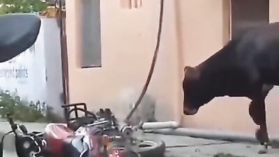 Animal porno: porn zoo 2027