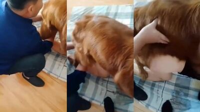 Zoo porno video: 18 animal porn
