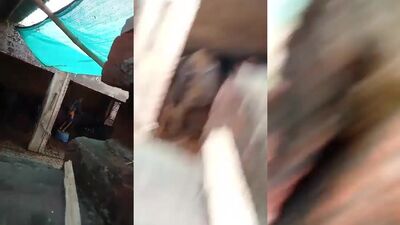 Animal sex video: sex zoo seks