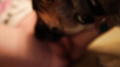 Animal dog sex: dog steals my girl