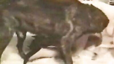 Bestiality: extreme bestiality