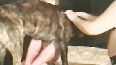 Dog girl anal: jav bestiality porn2026