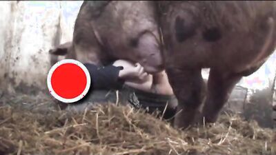 Girl cat dog: porno bestiality tube
