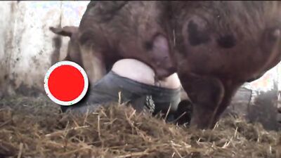 Girl cat dog: porno bestiality tube