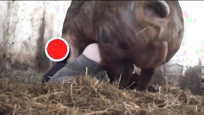 Girl cat dog: porno bestiality tube