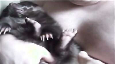 Fucking dogging porn: project desert storm art of zoo