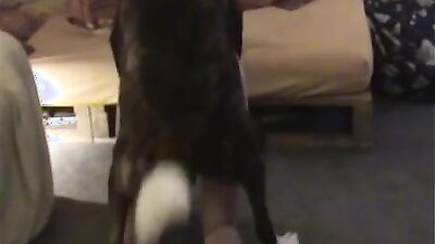 Girls s dogs: snake zoophilia
