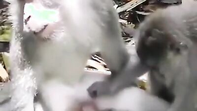 Zoo fuck porn: girl try fuck dog