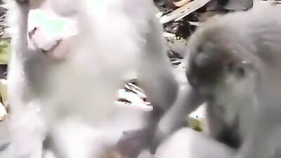 Zoo fuck porn: girl try fuck dog