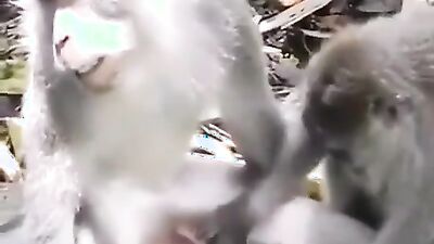 Zoo fuck porn: girl try fuck dog