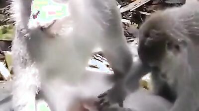 Zoo fuck porn: girl try fuck dog