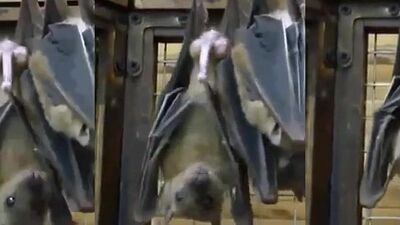 Bestiality xxx: zoo porn kissing