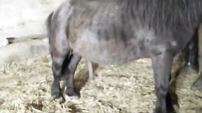Dog get girl: porn photos dogging