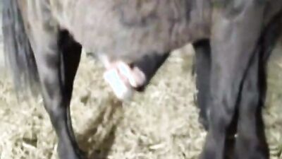 Dog get girl: porn photos dogging