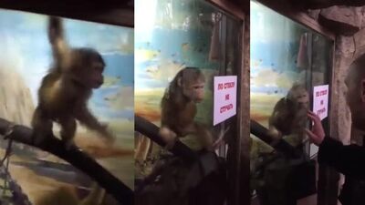 Dog sex girl: rus zoo sex