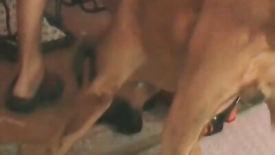 Dog sex: sex with husband and dog