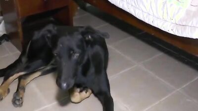 Dog sex: art of zoo coco