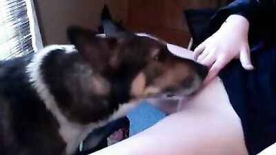 Bestiality dog: free zoo sex